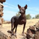 Foto der Rasse Perro sin Pelo del Peru