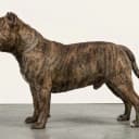 Foto der Rasse Pocket Bully