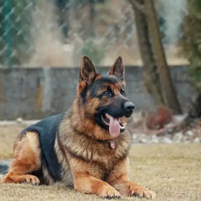 Wolfi