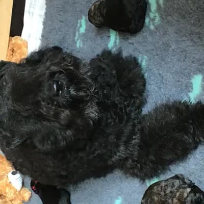 Bild aus Bouviers des Flandres vom Spicher Wäldchen in Nordrhein-Westfalen, wo unsere Bouvier des Flandres-Hunde in einer liebevollen Umgebung aufwachsen.