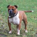 Foto der Rasse Old English Bulldog