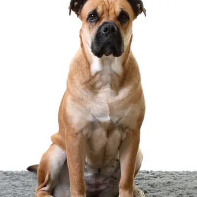 Galerie-Bild von Spanisch Companion  in Brandenburg, mit Eindrücken unserer Perro Dogo Mallorquin (Mallorca-Dogge)-Zucht.