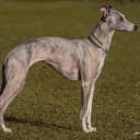 Foto der Rasse Whippet