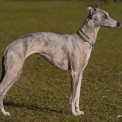 Whippet – Hunderasse