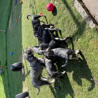 Galerie-Bild von Hundezucht von den Kalkseehexen in Brandenburg, mit Eindrücken unserer Schnauzer-Zucht.