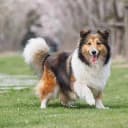 Foto der Rasse Shetland Sheepdog