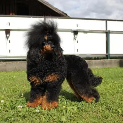 Bella Tiffany von der Zuckerschnute