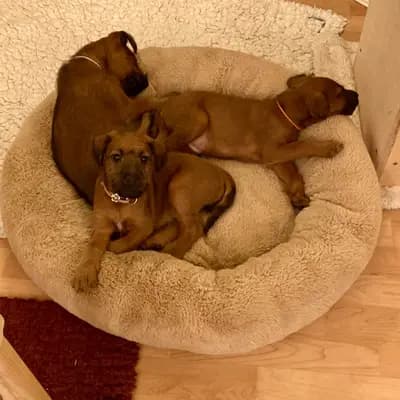 Foto des C-Wurf von Irish Terrier in CATCH-ME-BANDITS , aufgenommen in Schleswig-Holstein.