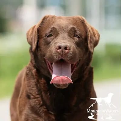 4-jähriger schokobrauner Labrador-Rüde sucht Patenfamilie – Labrador Retriever Welpe, Bayern, 由...饲养 MountainWaters Labrador Retrievers