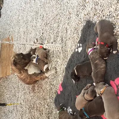 Galerie-Bild von Burnhardt's American XXL Bully in Saarland, mit Eindrücken unserer American Bully-Zucht.