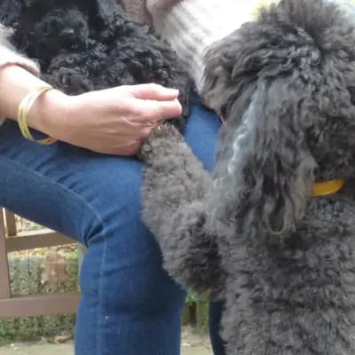 Bild aus Pudelzucht von der Jade in Niedersachsen, wo unsere Zwergpudel-Hunde in einer liebevollen Umgebung aufwachsen.