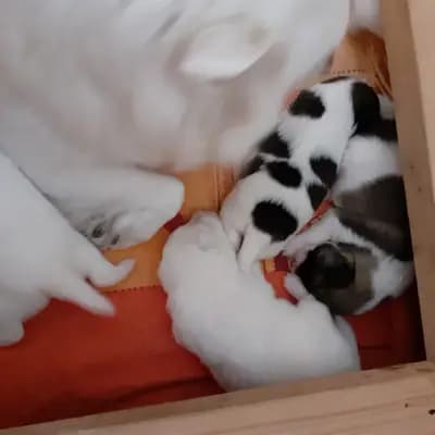 Galerie-Bild von von den Franken Spitzen in Bayern, mit Eindrücken unserer Großspitz-Zucht.