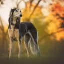 Foto der Rasse Saluki