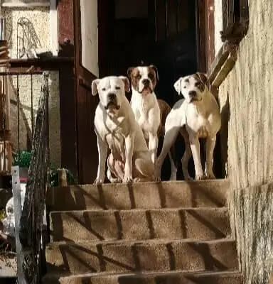 Titelbild von Hegau Bulldog's  in Baden-Württemberg, Heimat unserer American Bulldog-Zucht.