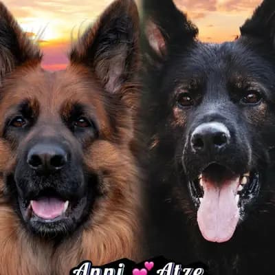 Wurfwiederholung Sommer 2026 – Altdeutscher Schäferhund Welpe, Baden-Württemberg, 由...饲养 Altdeutsche Schäferhunde vom Hofe Sankt-Katharina 