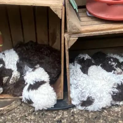 Bild aus Lagotto Romagnolo vom Tietenhof in Niedersachsen, wo unsere Lagotto Romagnolo-Hunde in einer liebevollen Umgebung aufwachsen.