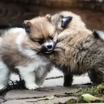 Galerie-Bild von Kleinspitze v. d  Schüpfer Zwergen und Langhaar Schäferhunde von den Schüpfer Hexen in Baden-Württemberg, mit Eindrücken unserer Kleinspitz-Zucht.
