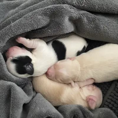Titelbild von Hobbiezucht in Köln in Nordrhein-Westfalen, Heimat unserer Malchi (Malteser x Chihuahua)-Zucht.
