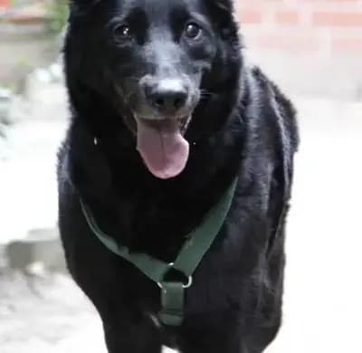 Kondi