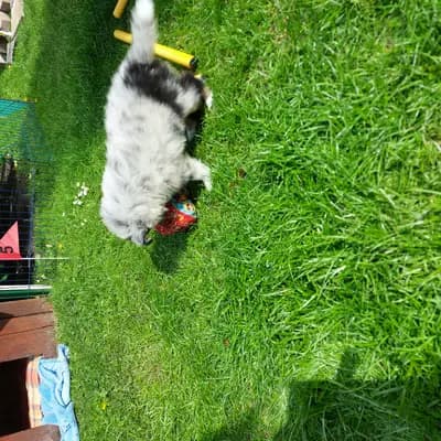 Bild aus Shelties von Little Insa  in Brandenburg, wo unsere Shetland Sheepdog-Hunde in einer liebevollen Umgebung aufwachsen.