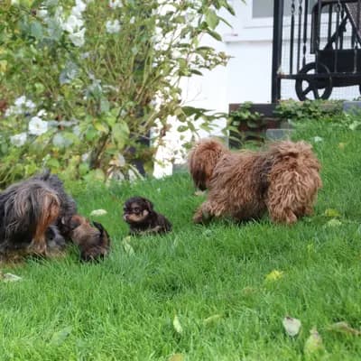 Bild aus Von der Villa Waldorf in Nordrhein-Westfalen, wo unsere Bolonka Zwetna (Nationale Rasse)-Hunde in einer liebevollen Umgebung aufwachsen.