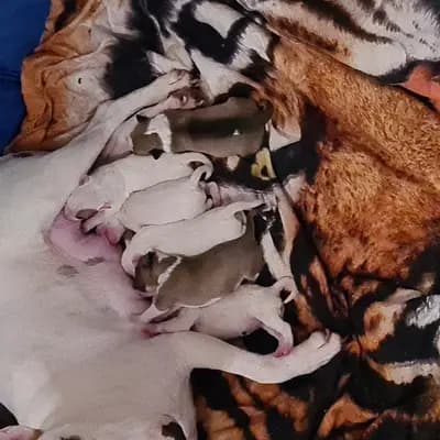Bild aus Von den Walliser's  in Baden-Württemberg, wo unsere Miniature Bullterrier-Hunde in einer liebevollen Umgebung aufwachsen.