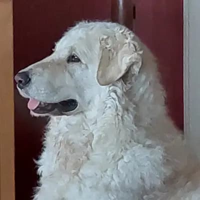 Galerie-Bild von Wigdalir Kuvasz Zucht nur mit Ungarischen Linien in Niedersachsen, mit Eindrücken unserer Kuvasz-Zucht.