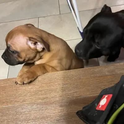 Galerie-Bild von MeinHeart Staff’s  in Sachsen, mit Eindrücken unserer Staffordshire Bull Terrier-Zucht.