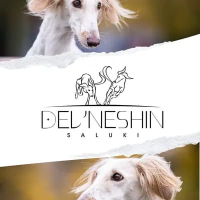 Saluki, persischer Windhund, Wurfankündigung – Saluki Welpe, Nordrhein-Westfalen, 由...饲养 Del'Neshin