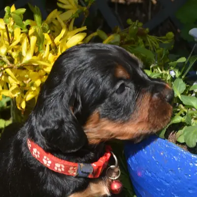 Gordon Setter Welpen – Gordon Setter Welpe, Bayern, Raised by Black Devil´s