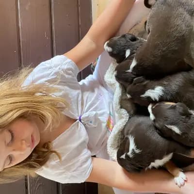 Galerie-Bild von Appenzeller Sennenhunde vom Altmarkhof in Sachsen-Anhalt, mit Eindrücken unserer Appenzeller Sennenhund-Zucht.