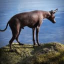 Foto der Rasse Xoloitzcuintle