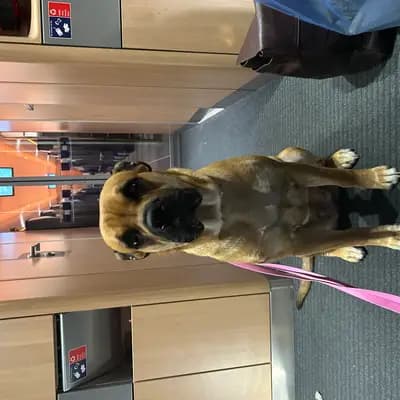 Galerie-Bild von Spanisch Companion  in Brandenburg, mit Eindrücken unserer Perro Dogo Mallorquin (Mallorca-Dogge)-Zucht.