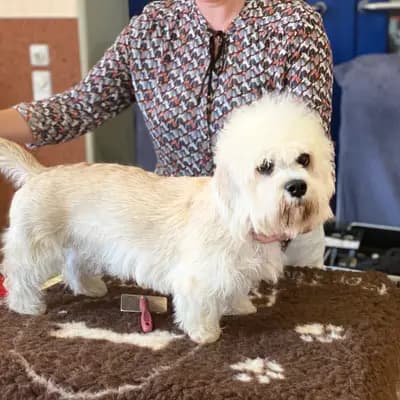 Foto von Henja, einem Dandie Dinmont Terrier-Elternhund in Sachsen.