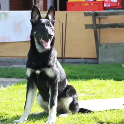 Galerie-Bild von Von Olymp  in Niedersachsen, mit Eindrücken unserer Osteuropäischer Schäferhund-Zucht.