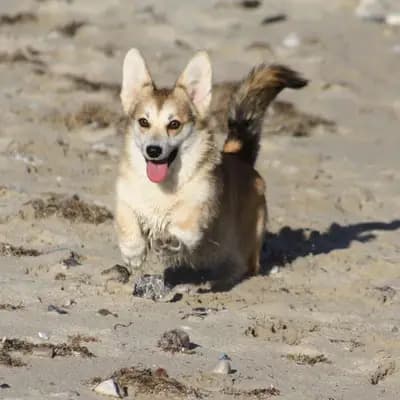 Galerie-Bild von Kennel Von Pfotenstolz in Schleswig-Holstein, mit Eindrücken unserer Welsh Corgi Pembroke-Zucht.