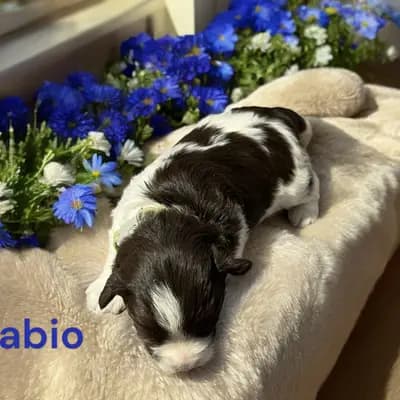 Fabio – Zwergschnauzer Welpe, Bayern, 由...饲养 Ehrenbürg-Zwerge (American Schnauzer)