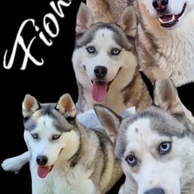 Galerie-Bild von Mystic Falls Pomsky Minihuskys  in Bayern, mit Eindrücken unserer Pomsky-Zucht.