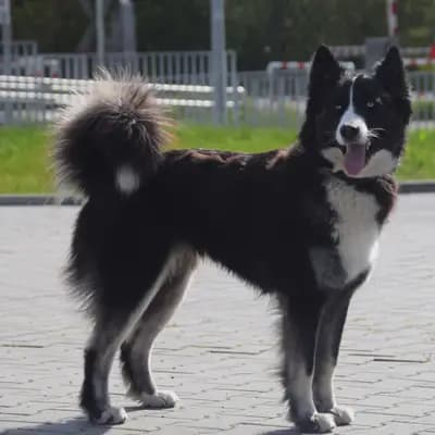 Foto von , einem Yakutskaya Laika-Elternhund in Schleswig-Holstein.