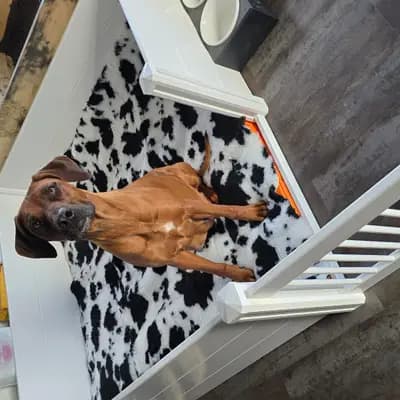 Bild aus Sambesi  in Baden-Württemberg, wo unsere Rhodesian Ridgeback-Hunde in einer liebevollen Umgebung aufwachsen.