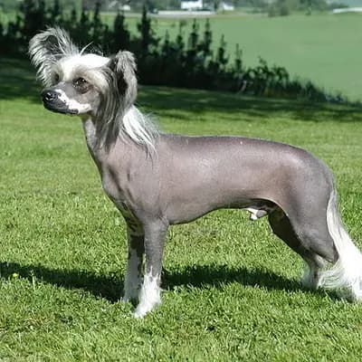 Chinese Crested Dog – Hunderasse