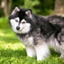 Foto der Rasse Alaskan Klee Kai