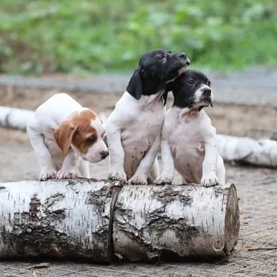 Galerie-Bild von Zwinger von den Dachsfichten in Brandenburg, mit Eindrücken unserer English Pointer-Zucht.