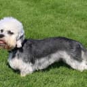 Foto der Rasse Dandie Dinmont Terrier