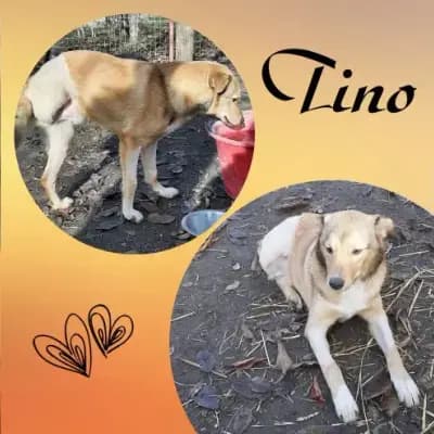 TINO - Dreibein