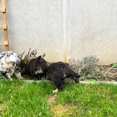 Bild aus Million Dollar Ranch in Bayern, wo unsere Miniature American Shepherd-Hunde in einer liebevollen Umgebung aufwachsen.