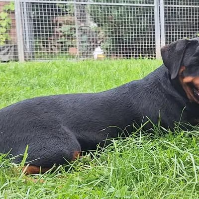 Bild aus Rottweiler vom Alten Zollhaus  in Nordrhein-Westfalen, wo unsere Rottweiler-Hunde in einer liebevollen Umgebung aufwachsen.