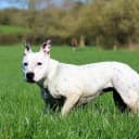 Foto der Rasse Staffordshire Bull Terrier
