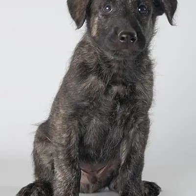 Ardennes S-Wurf – Ardense Bouvier Wurf, Bayern, Grootgebracht door Bouvier des Ardennes Zuchtstätte Hasenhirsch