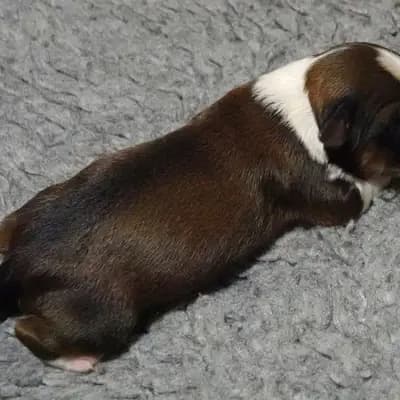 Galerie-Bild von von Rmi.lam Khyi in Niedersachsen, mit Eindrücken unserer Tibet Terrier-Zucht.